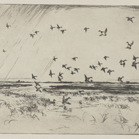Ducks Marsh